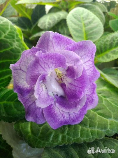 Махровая глоксиния