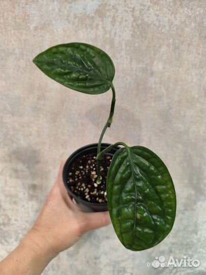 Сциндапсус пиктус треби и монстера перу