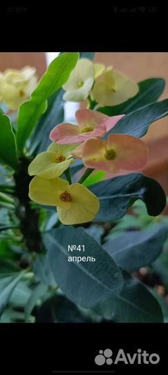 Эуфорбии Миля, молочай, черенки