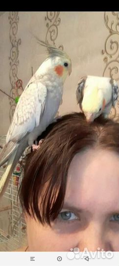 Птенцы попугаев корелла