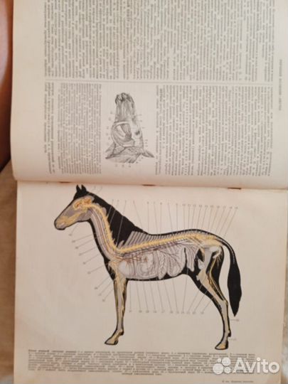 Старинные ветеринарные Книги