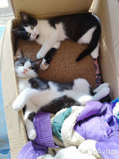 Котята в добрые руки