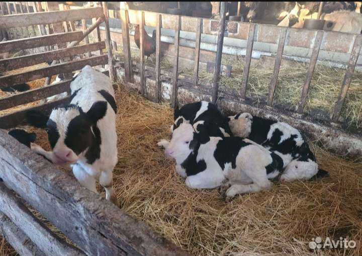 Телята бычки