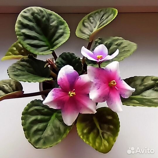 Сортовые фиалки