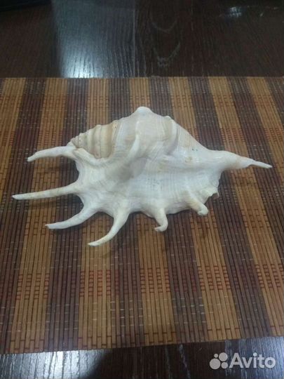 Морская ракушка