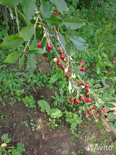 Войлочная вишня