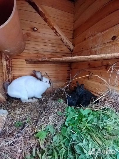 Кролики с доставкой