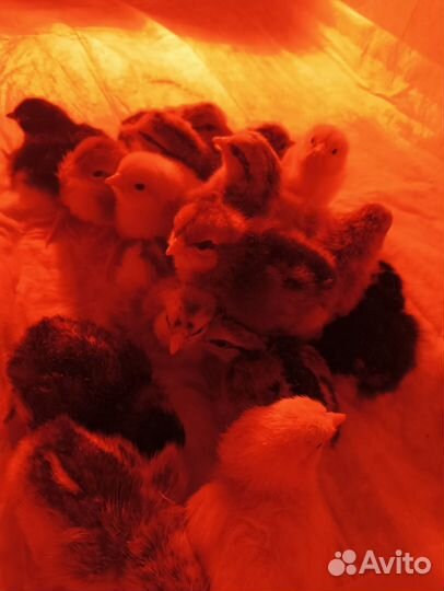 Инкубационное яйцо