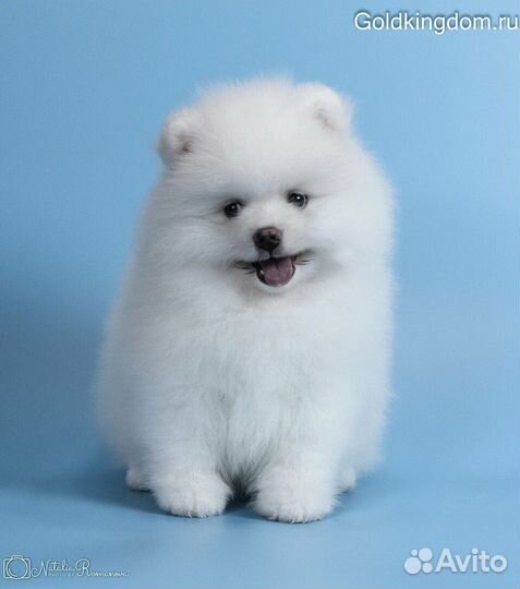 Щенки шпица