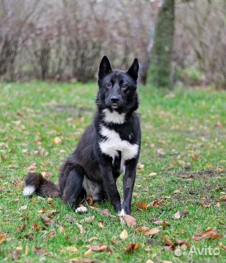 Отдам в добрые руки