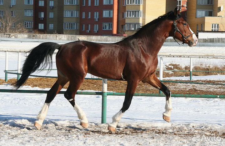 Орловский жеребец Индекс
