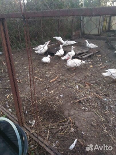 Индоутки на племя