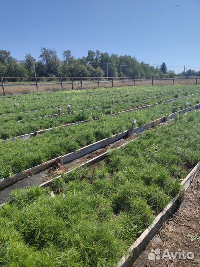 Сеянцы сосны обыкновенной зкс