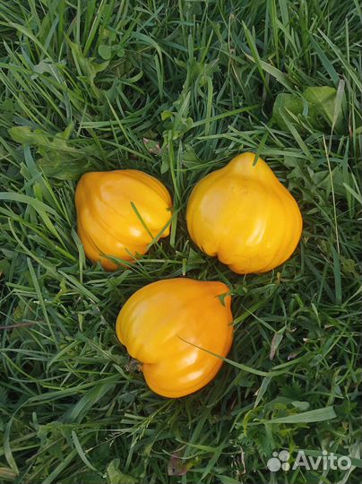 Семена томата Ночная свеча