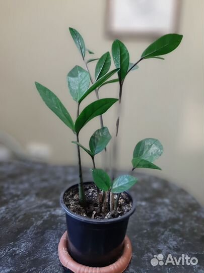 Замиокулькас