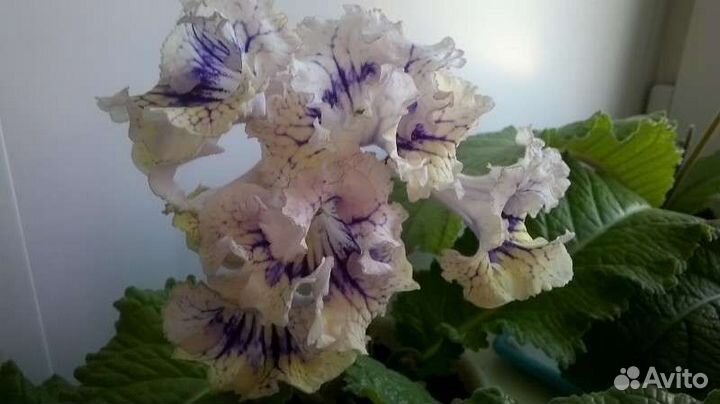 Стрептокарпусы цветущие