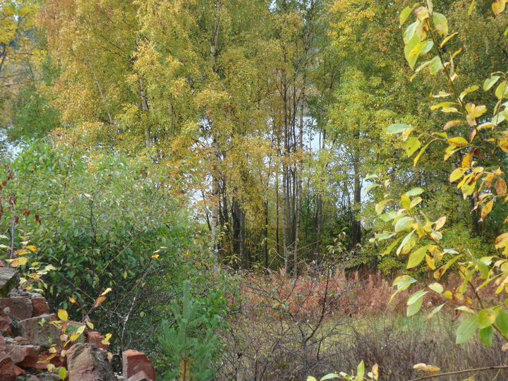 Участок 75 сот. (ИЖС)
