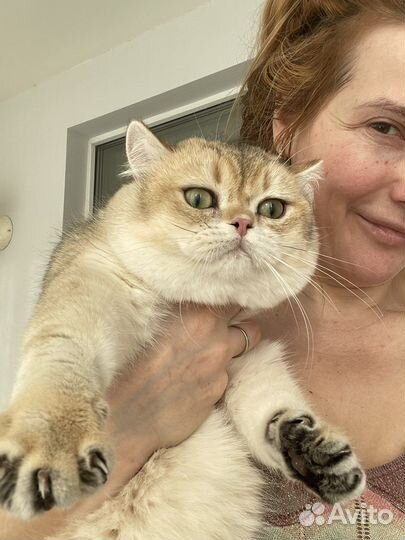 Золотой британец котик