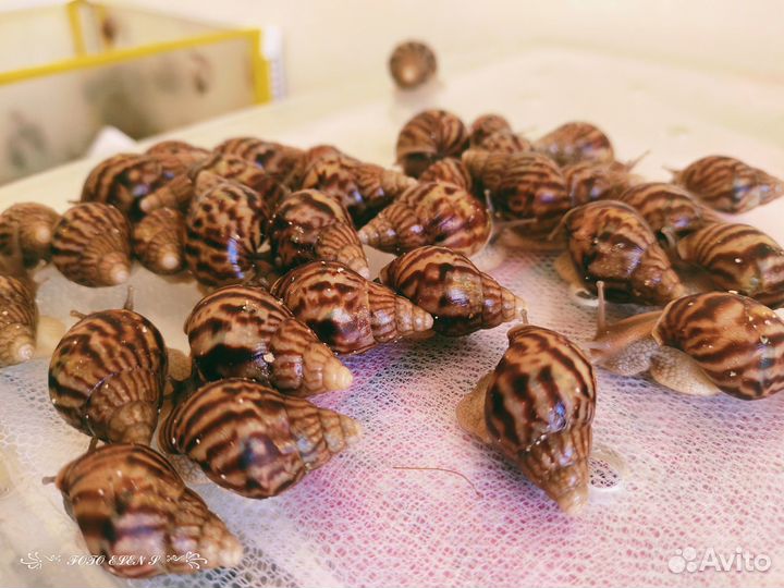 Улитята Ахатины бесплатно