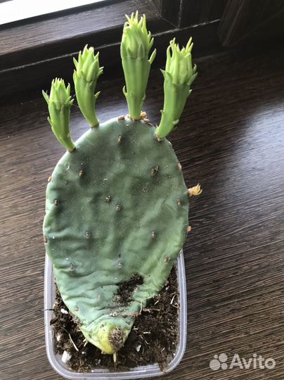 Кактус опунция и другие суккуленты