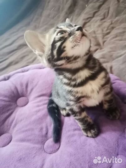 Бенгальские котята