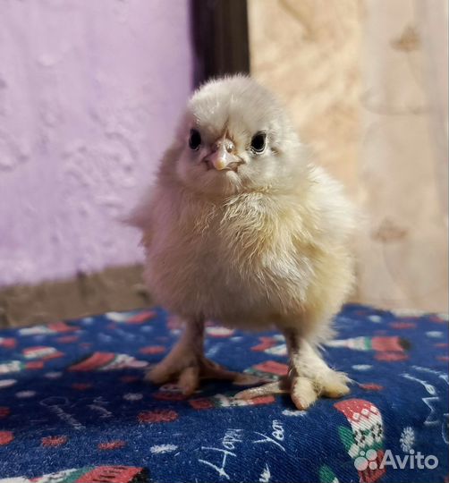 Цыплята кохинхин