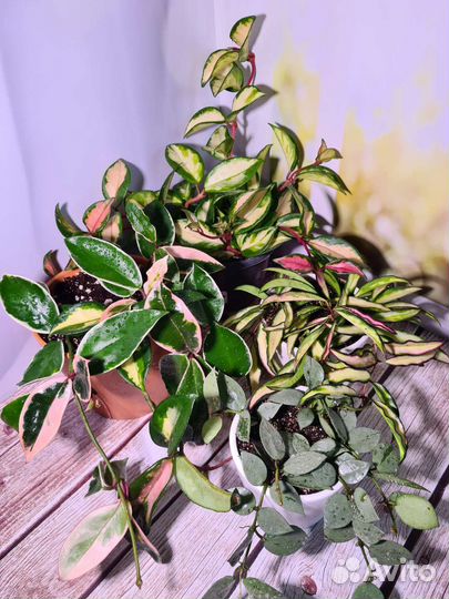 Хойя Кримсон Квин, Триколор, Вайети. Восковой плющ