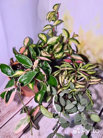 Хойя Кримсон Квин, Триколор, Вайети. Восковой плющ