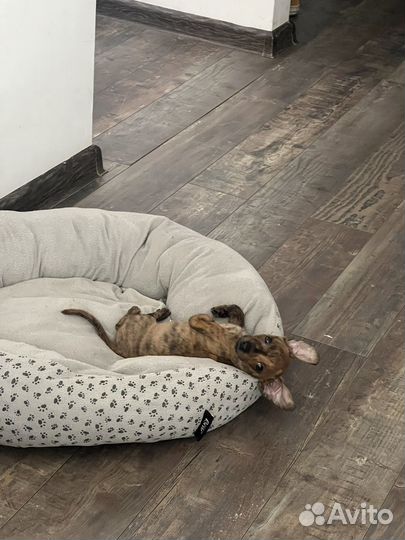 Щенок метис