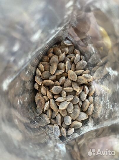 Семена сосна румелийская