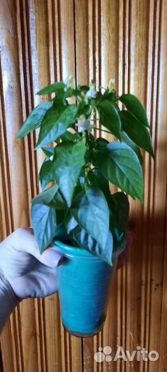 Каллистемон, Перец острый, Фикусы и финики