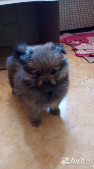 Померанский шпиц девочка