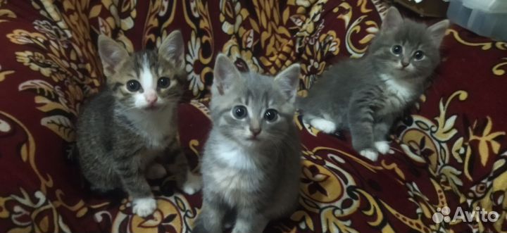 Котята в добрые руки