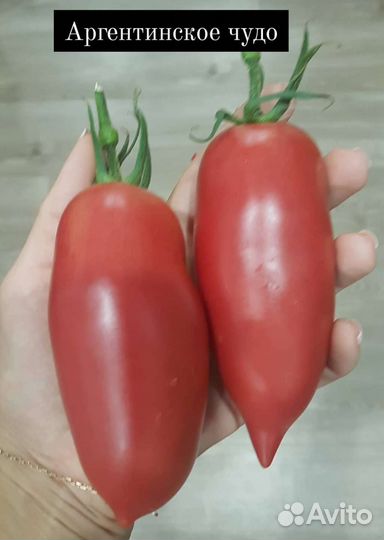 Семена томатов