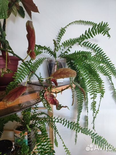 Папоротник комнатный