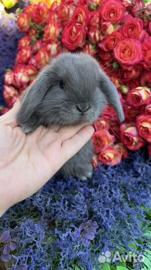 Декоративные кролики