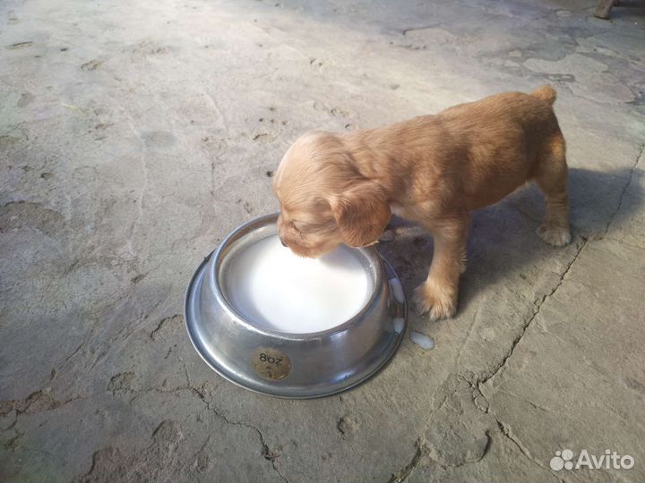 Щенки кокер-спаниель