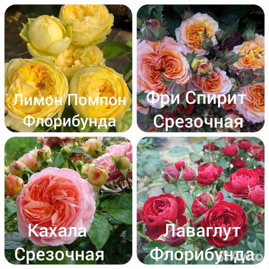 Саженцы роз