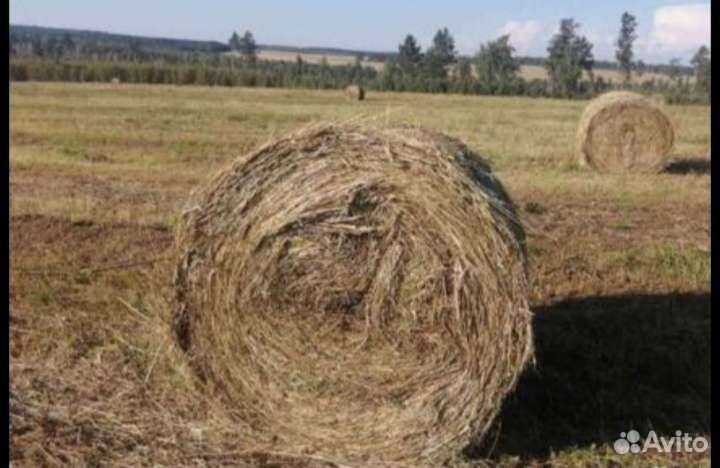 Продам сено