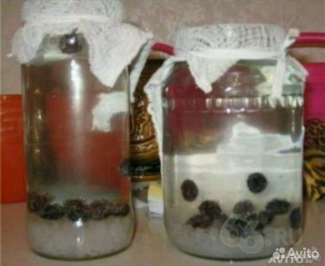 Индийский морской рис, чайный гриб