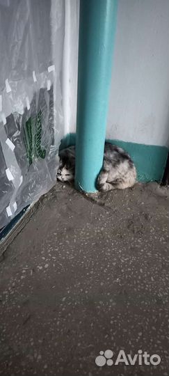 Кошка