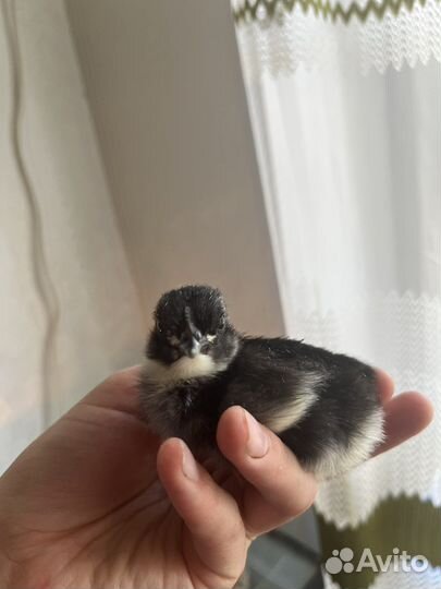 Цыплята помесные