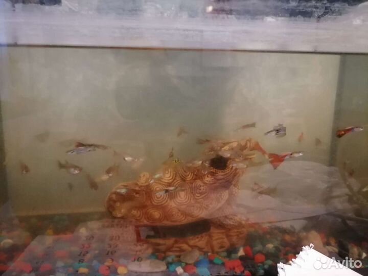 Аквариум