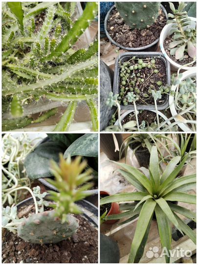 Комнатные цветы