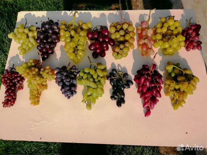 Саженцы и черенки винограда