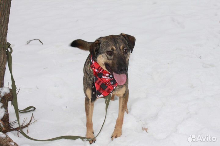 Лукас-самый лучший песик ищет дом