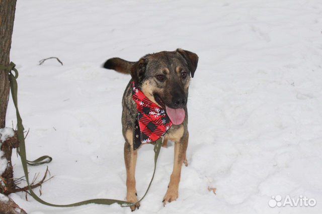 Лукас-самый лучший песик ищет дом