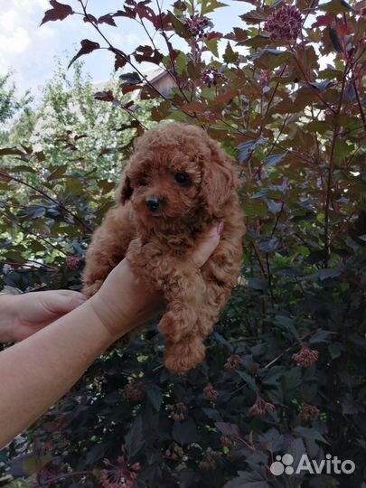 Малышка той пудель РКФ