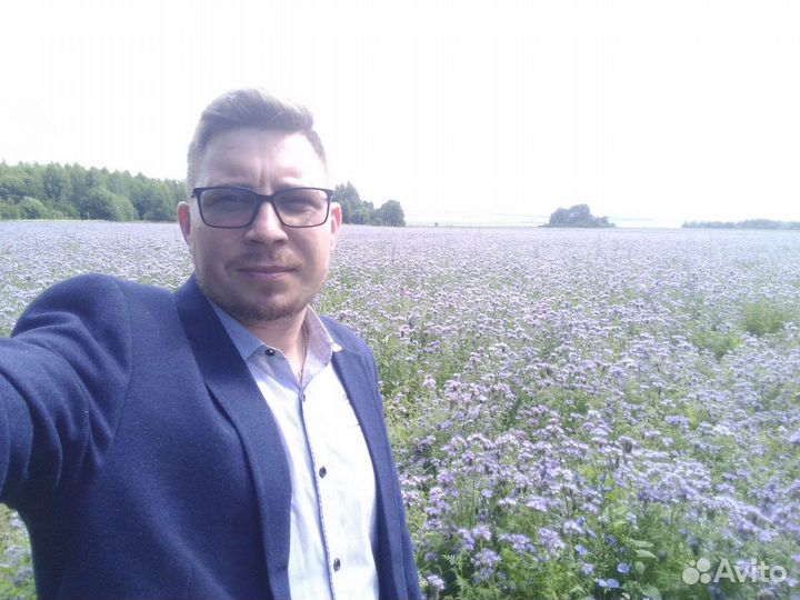 Семена фацелии