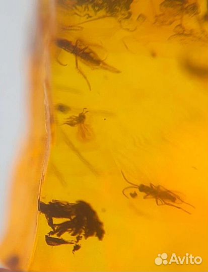 Инклюз - 11 комаров (2 дерутся) / Окаменелости